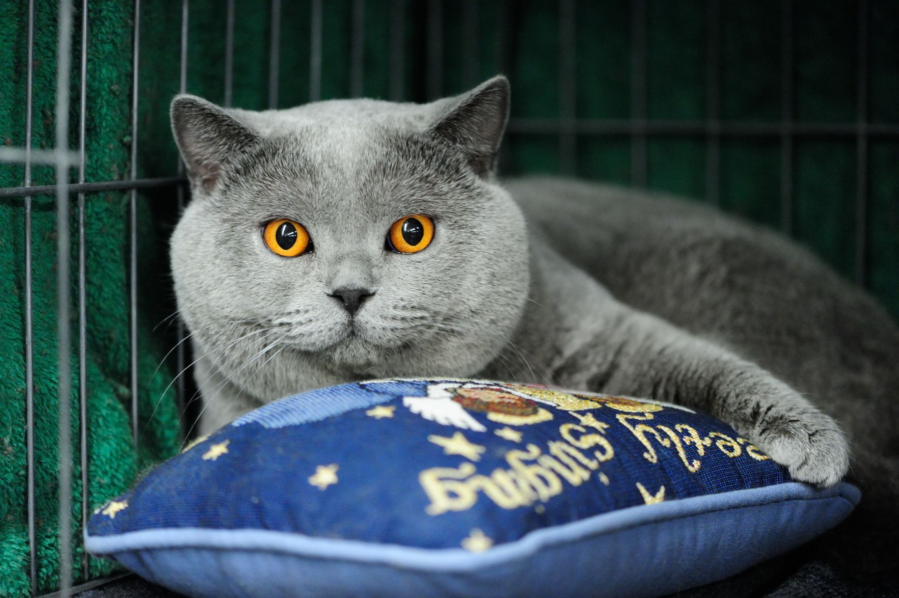 Scores of pets have been named after 'Harry Potter' characters